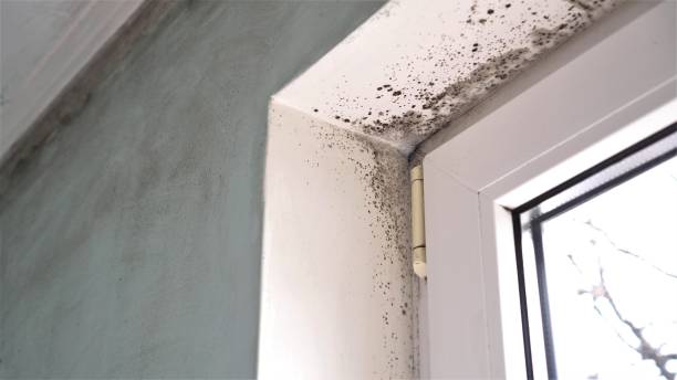 Trusted Sans Souci, SC Mold Removal Experts