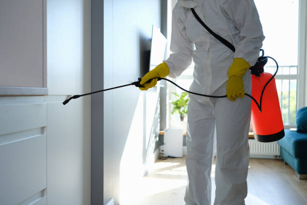 Attic Mold Removal in Sans Souci, SC