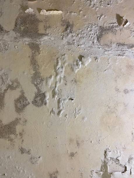 Home Mold Removal in Sans Souci, SC