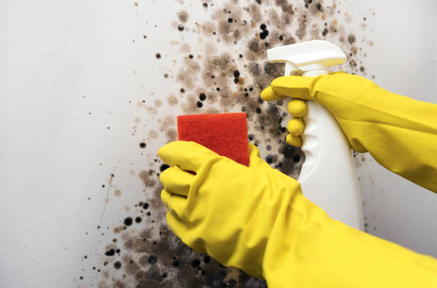 Best Local Mold Removal Service  in Sans Souci, SC