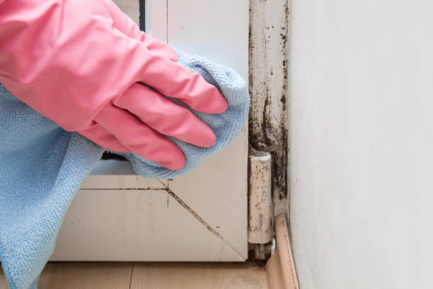 Best Mold Cleaning Services  in Sans Souci, SC